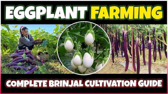 Brinjal farming Business Idea 2024 बैंगन खेती व्यवसाय विचार 2024 1 Brinjal farming Business Idea 2024