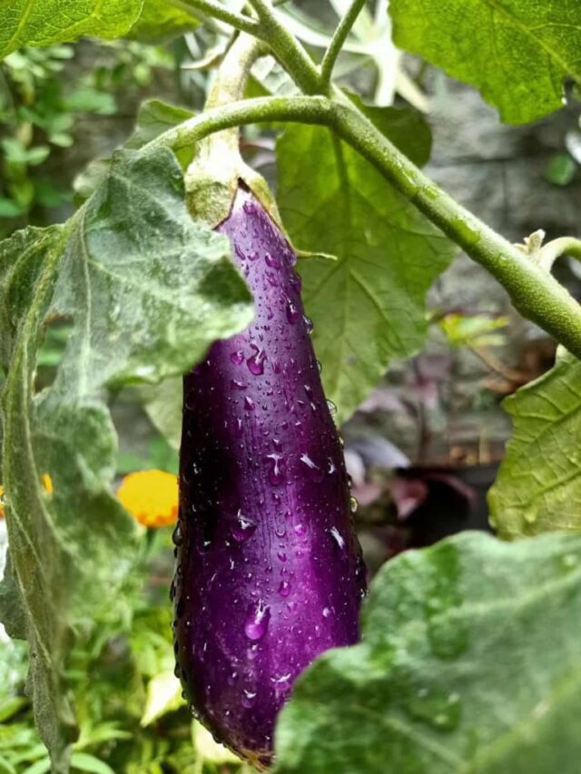 Brinjal farming Business Idea 2024